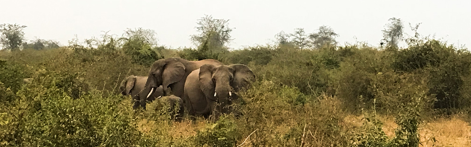 Three elephants in a small grassy clearing surrounded by short trees and bushes.